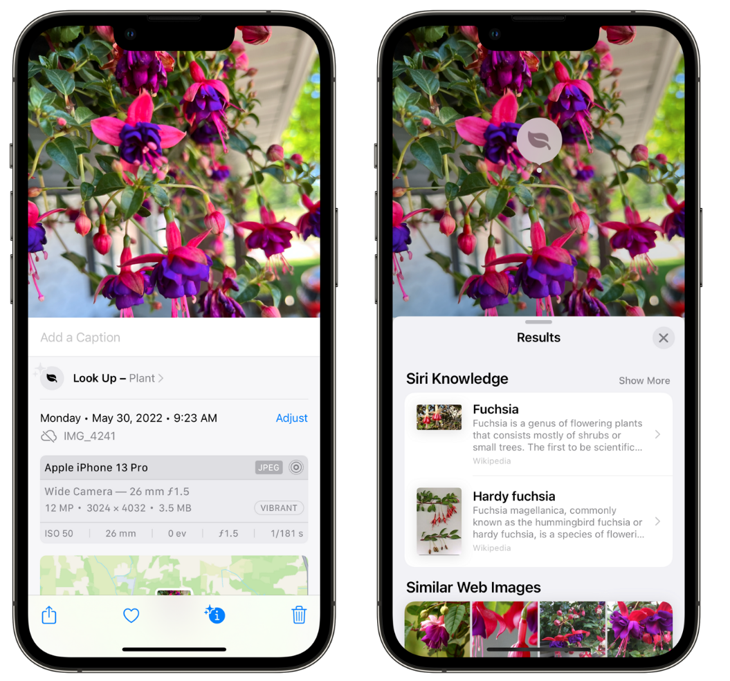 阳泉苹果手机维修分享小技巧：使用 iPhone 相机识别花卉植物 